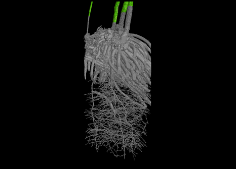 Image showing the root structure of a asparagus plant.