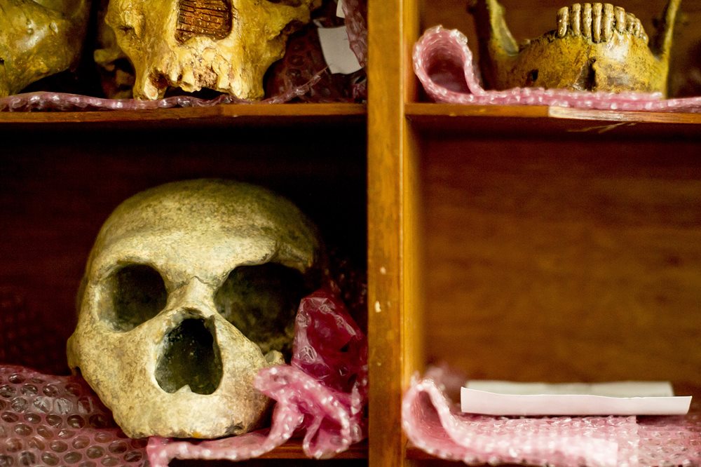 Selection of human skulls on storeroom shelves