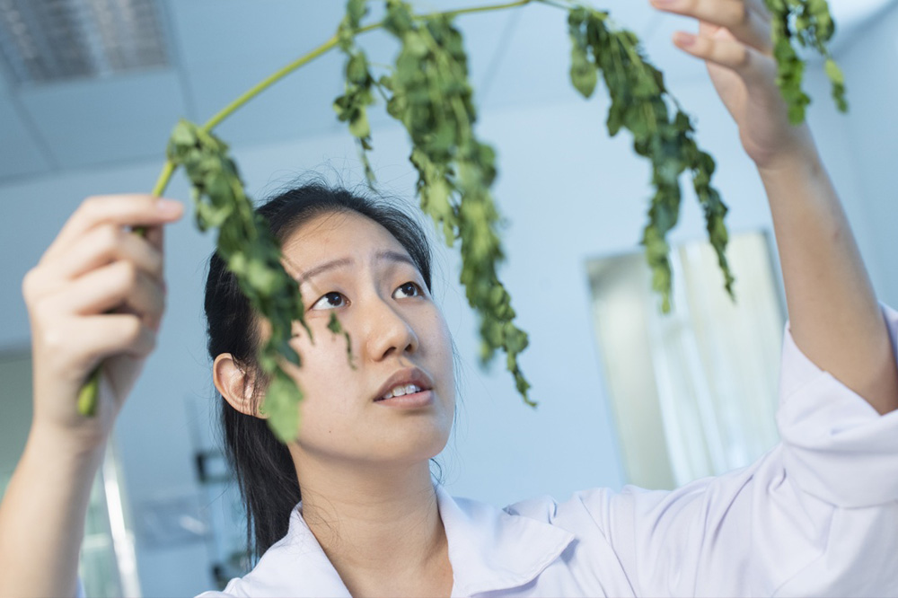 Sze Pheng Ong teaching a student, Malaysia Campusv