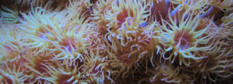 sea coral
