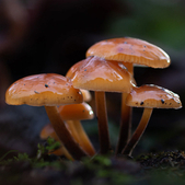 Chloe Collins' photograph of three slimey velvet shank fungi