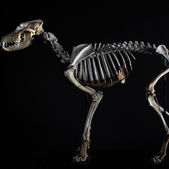 Ciara Grant's photograph of a domestic dog skeleton on black background