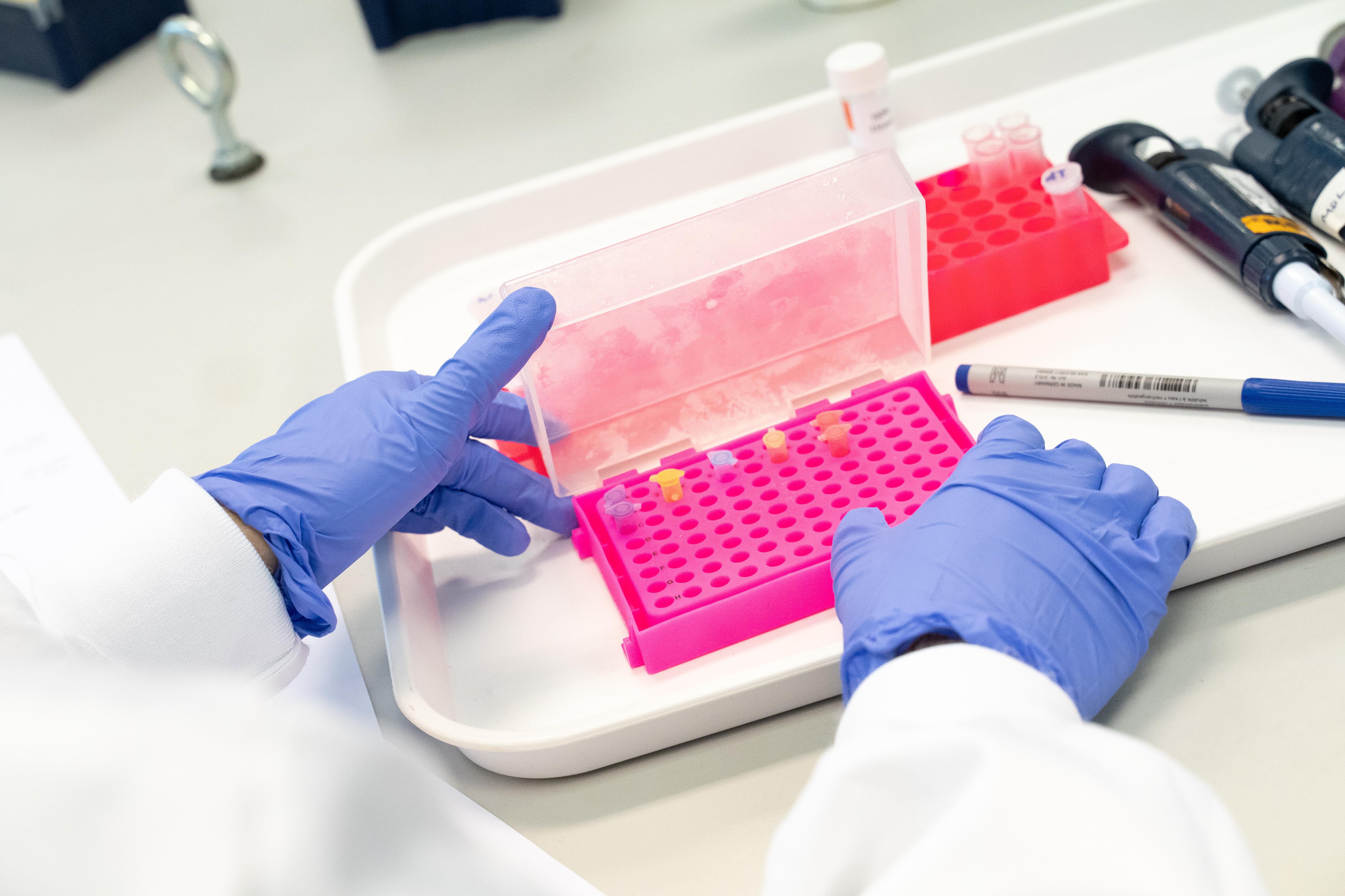 Cancer Sciences student adding samples to a tray in an experiment