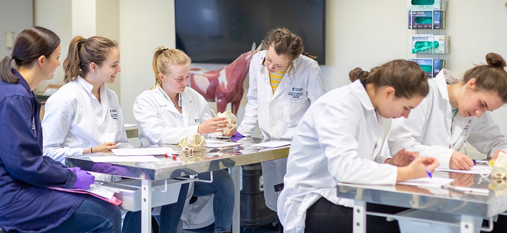Undergraduate students examining skeletons in the surgery suite