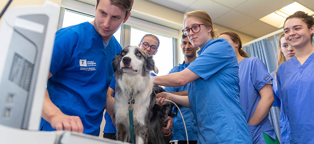 Undergraduate students learning how to ultrasound a dog