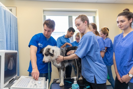Veterinary Sciences students using a stethoscope on a dog and analysing a computer screen