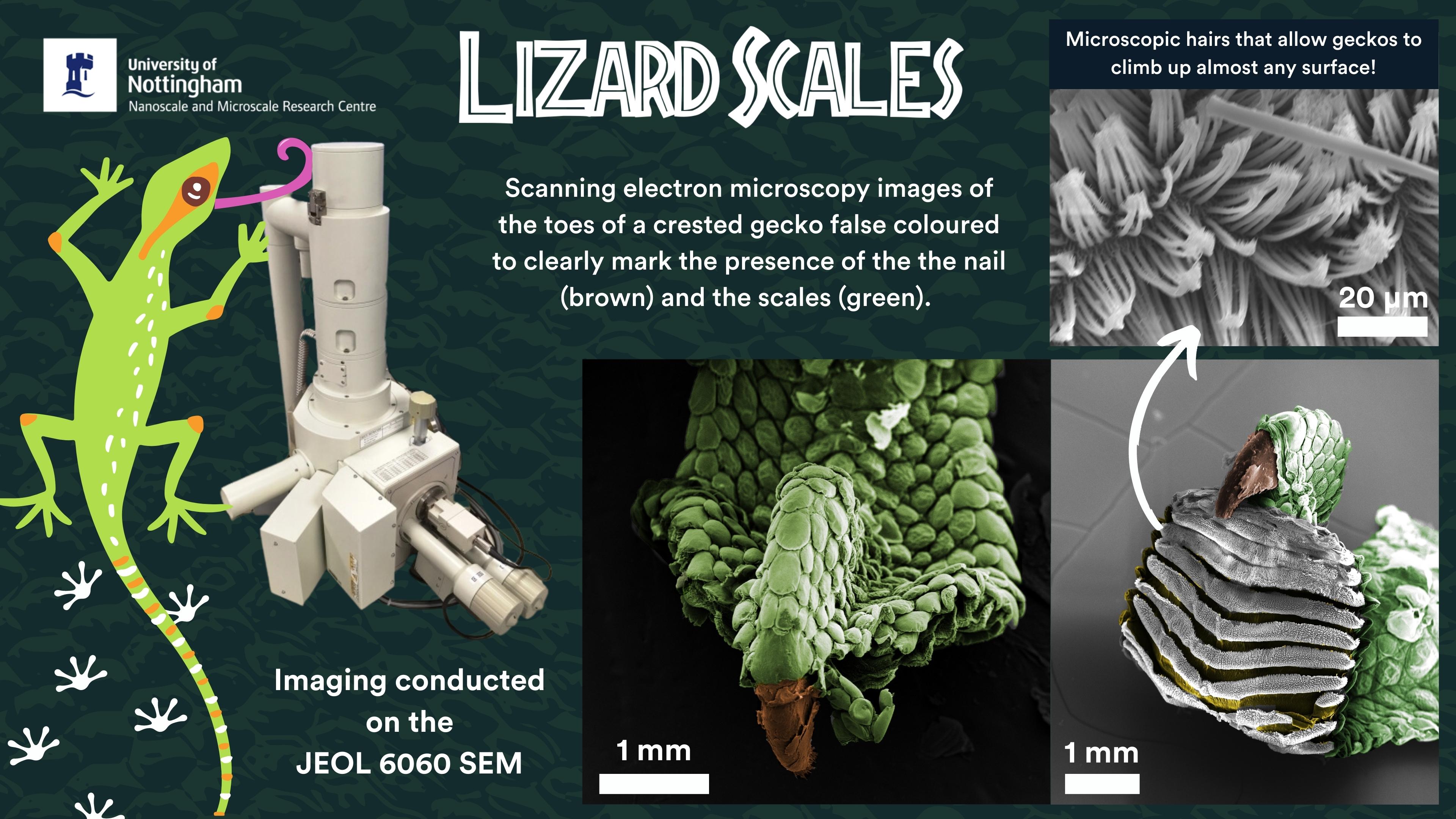 Under the Microscope Lizard Scales