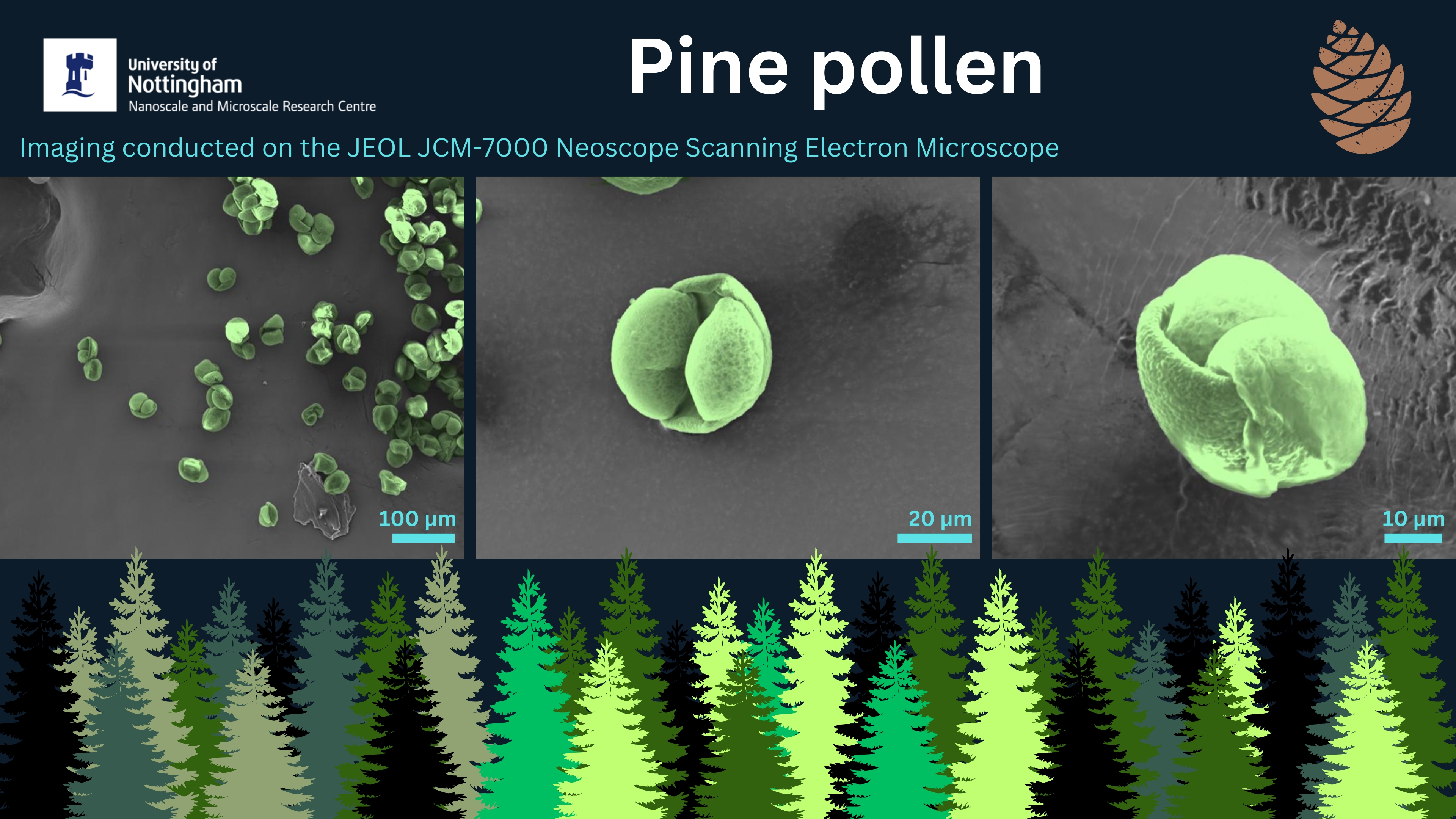 UtM Pine pollen