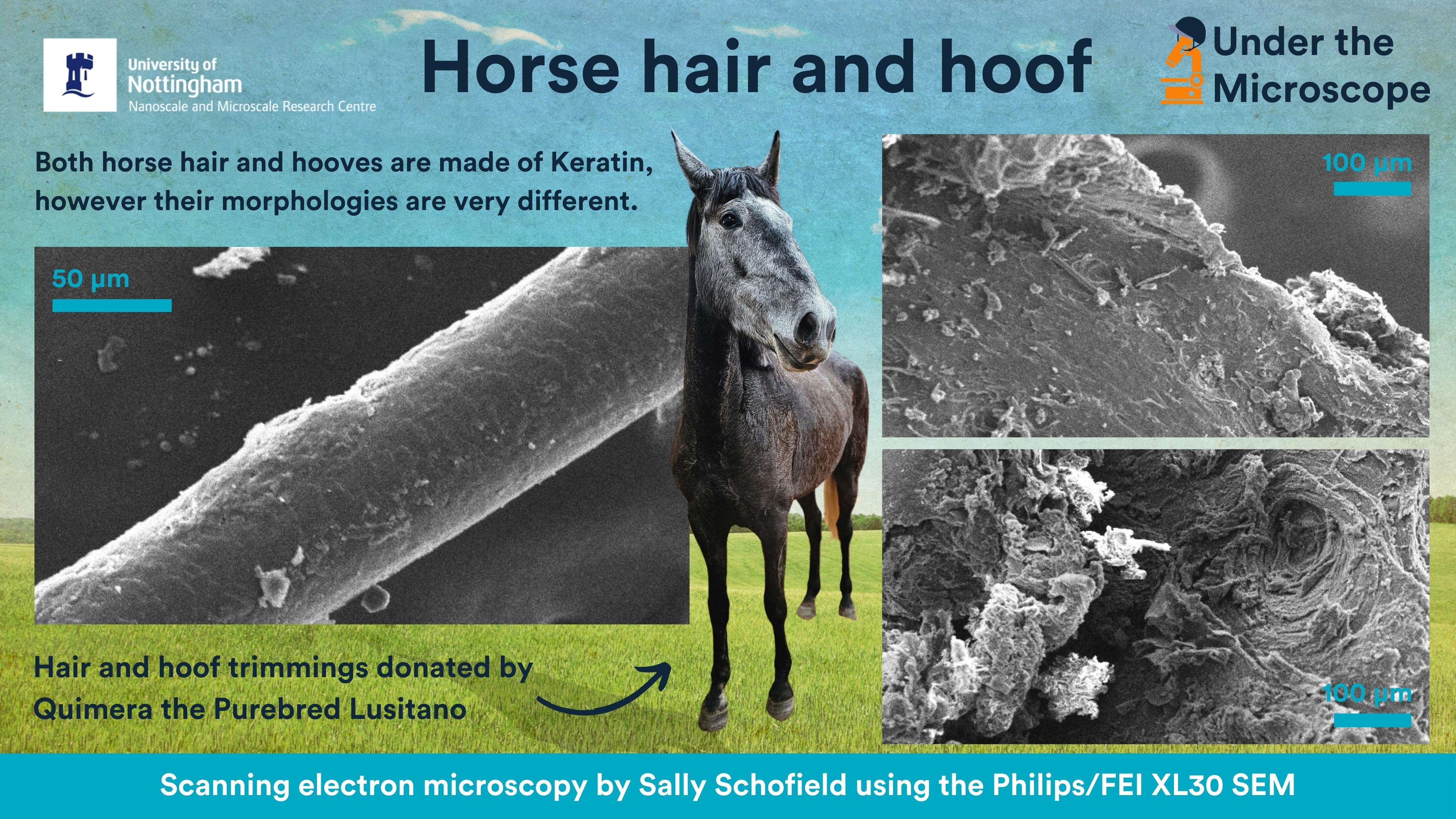 Horse hair and hoof