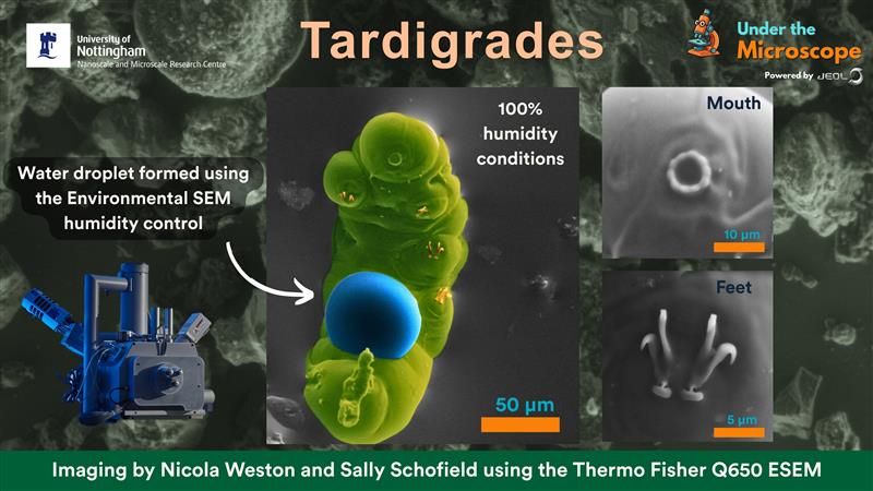 Tardigrade