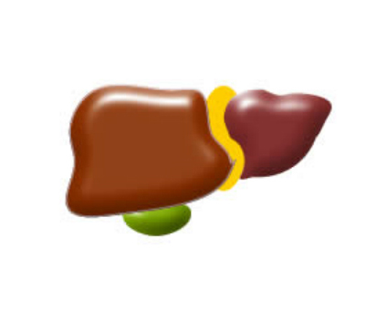 liver