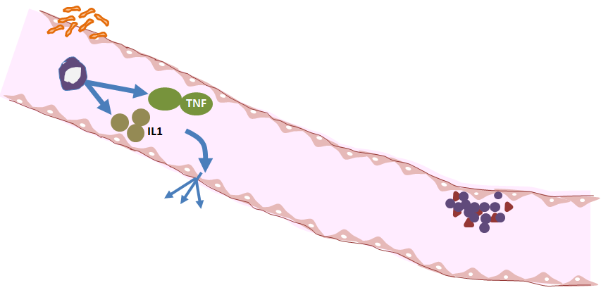 Macro Physiological Effects