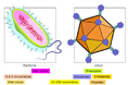 Image from Bacteria and viruses RLO