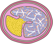 Fibrin Threads