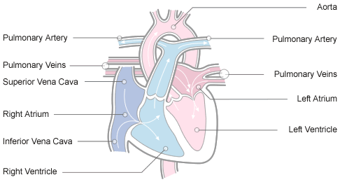 Diagram van het hart dat de bloedstroom door de hoofdkamers en bloedvaten laat zien