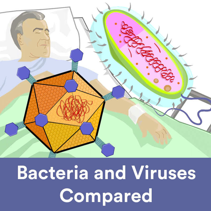 Bacteria and viruses compared