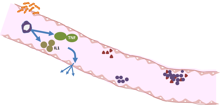 Physiological Process