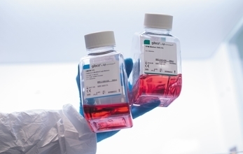 Research Fellow wearing a blue gloves holding two bottles containing red medicinal liquid