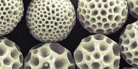 A collection of biodegradable dimpled microparticles
