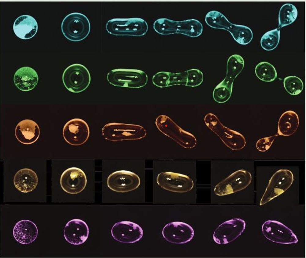 Free spinning droplets