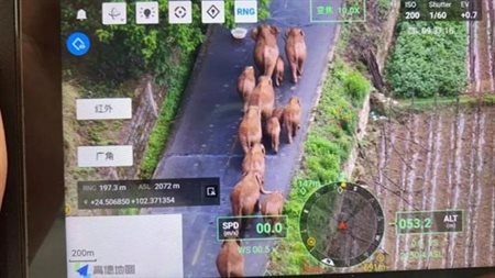 CCTV footage showing a herd of elephants on a road