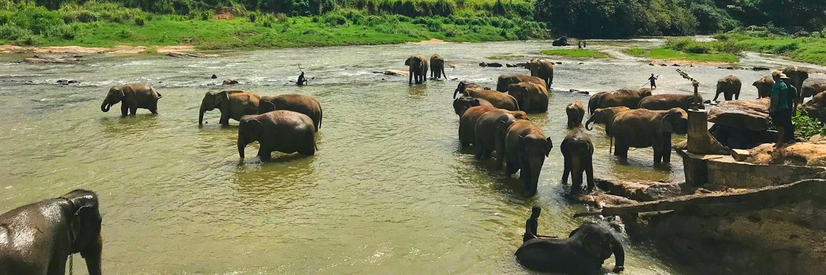 Asain elephants bathing in a river