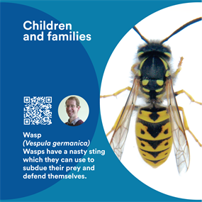 Chris Taylor - waspLabel with a picture of a wasp, QR code and profile image of a smiling white man. Text reads: 'wasps have a nasty sting which they can use to subdue thier prey and defend themselves'