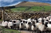 Flock of black faced sheep in front of a dry stone wall