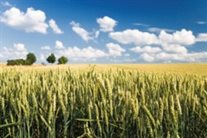 A growing wheat crop under a blue sky with clouds