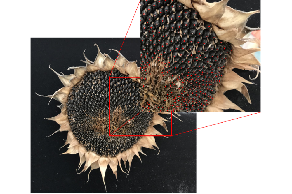 Image of a Sunflower