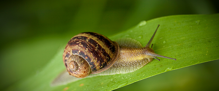 Snail on plant