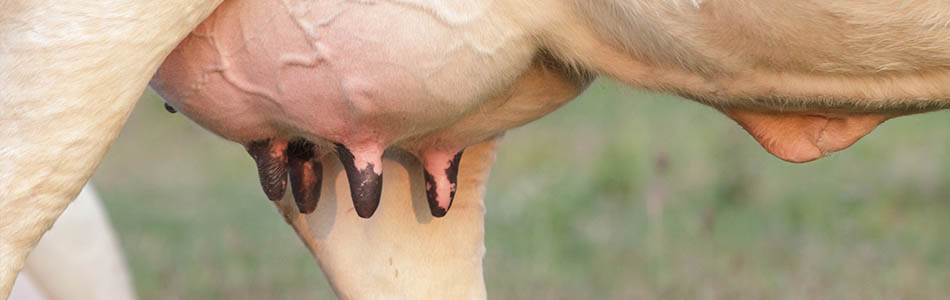 Mastitis - Holstein cow big udder full of milk