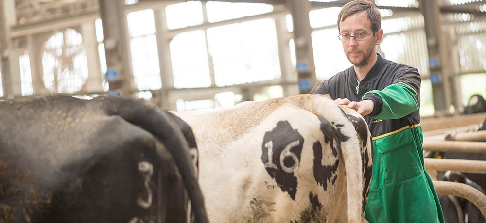 Researchers analysing cows in a dairy farm