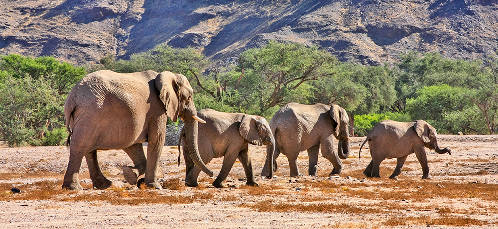 A family of elephants walk in single file.  Credit to Bill Atwell for the photo.