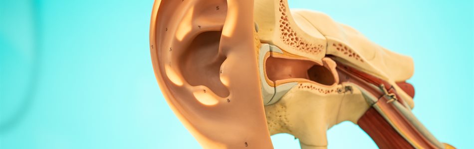 A model of a right ear