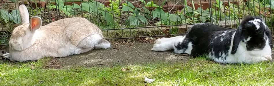 A fawn rabbit lying on the right and a black and white rabbit lying on the left, on a path next to a lawn
