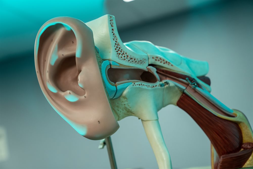 A model of the ear