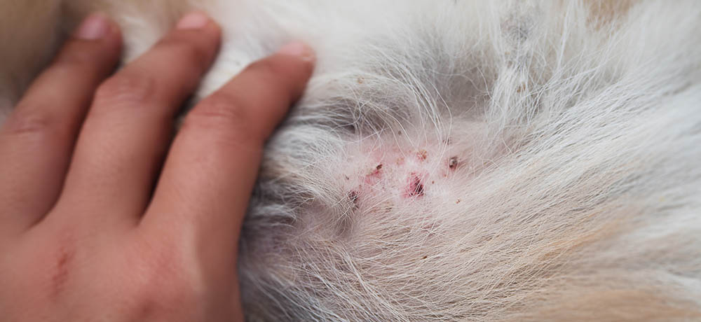 Closeup the problem on dog skin, dermatitis and disease on dog skin, bald patchy area of the skin