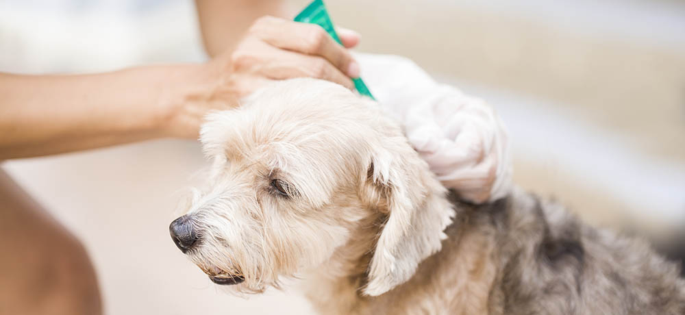 Skin cream being applied to a dog