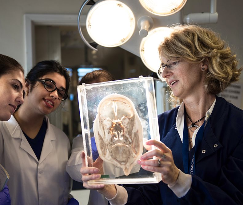 Female undergraduate students studying an anatomy model