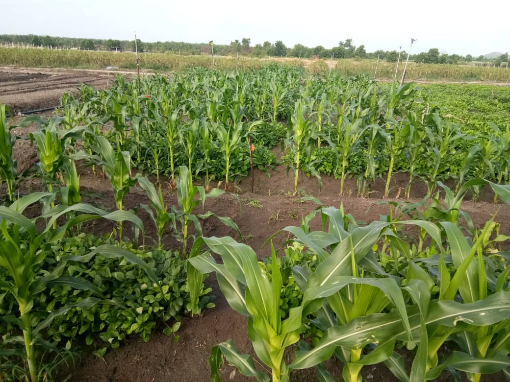 BG maize intercropping