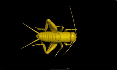 Image of a cricket from MRI scanner