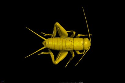CT image of a cricket from above