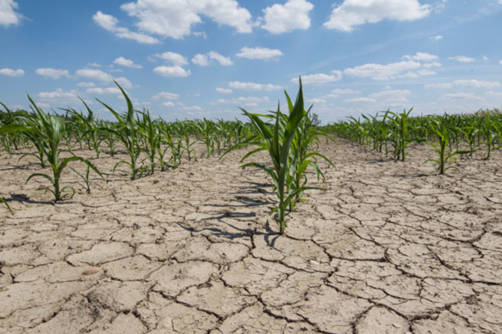 Maize crops in cracked dry earth