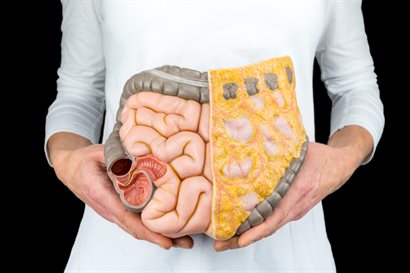 A person holding a model of intestines and other internal organs