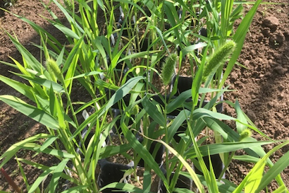 A roll of foxtail millet grow from soil