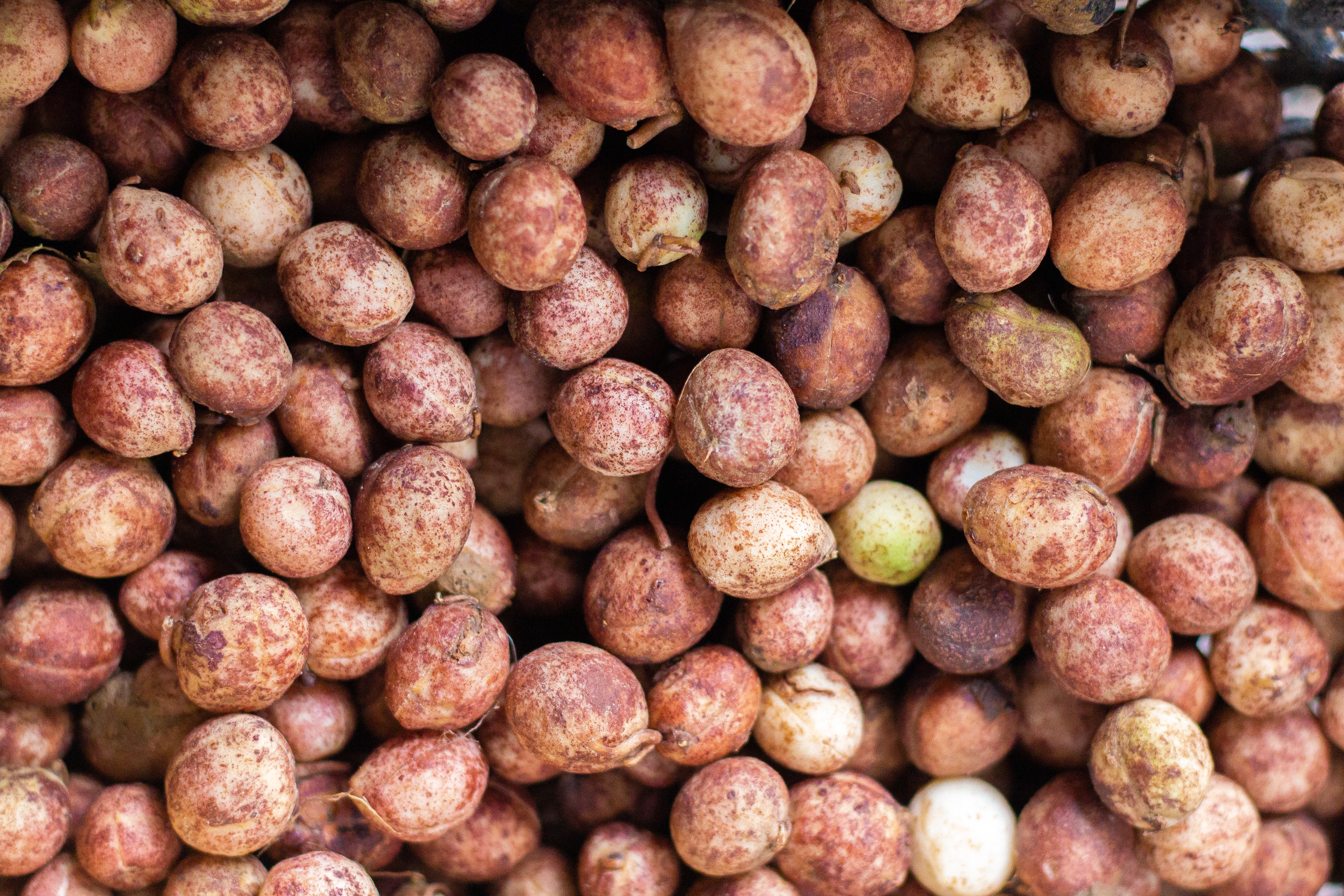 Bambara ground nuts, close up