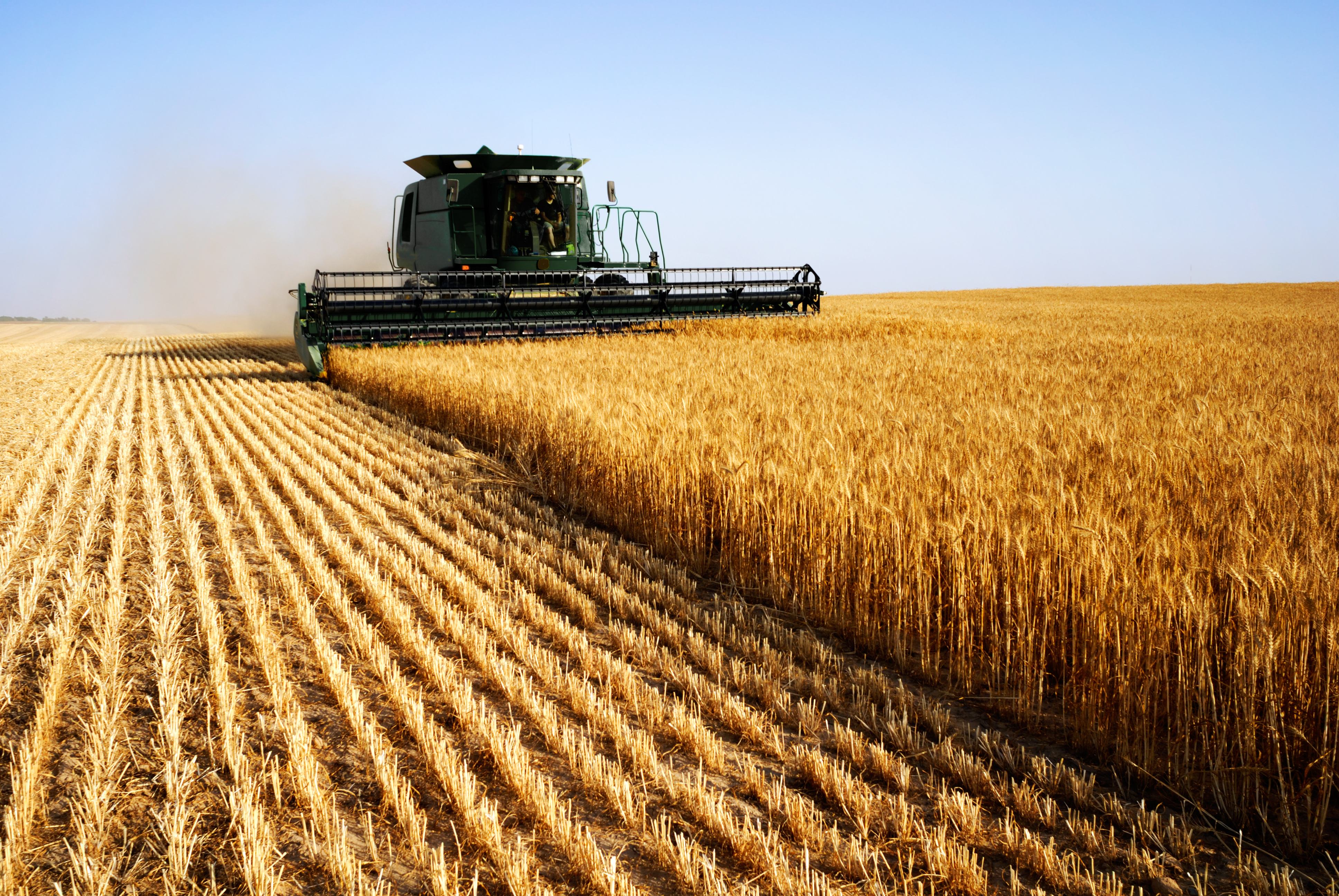 Combine harvester in yellow wheat field in sun