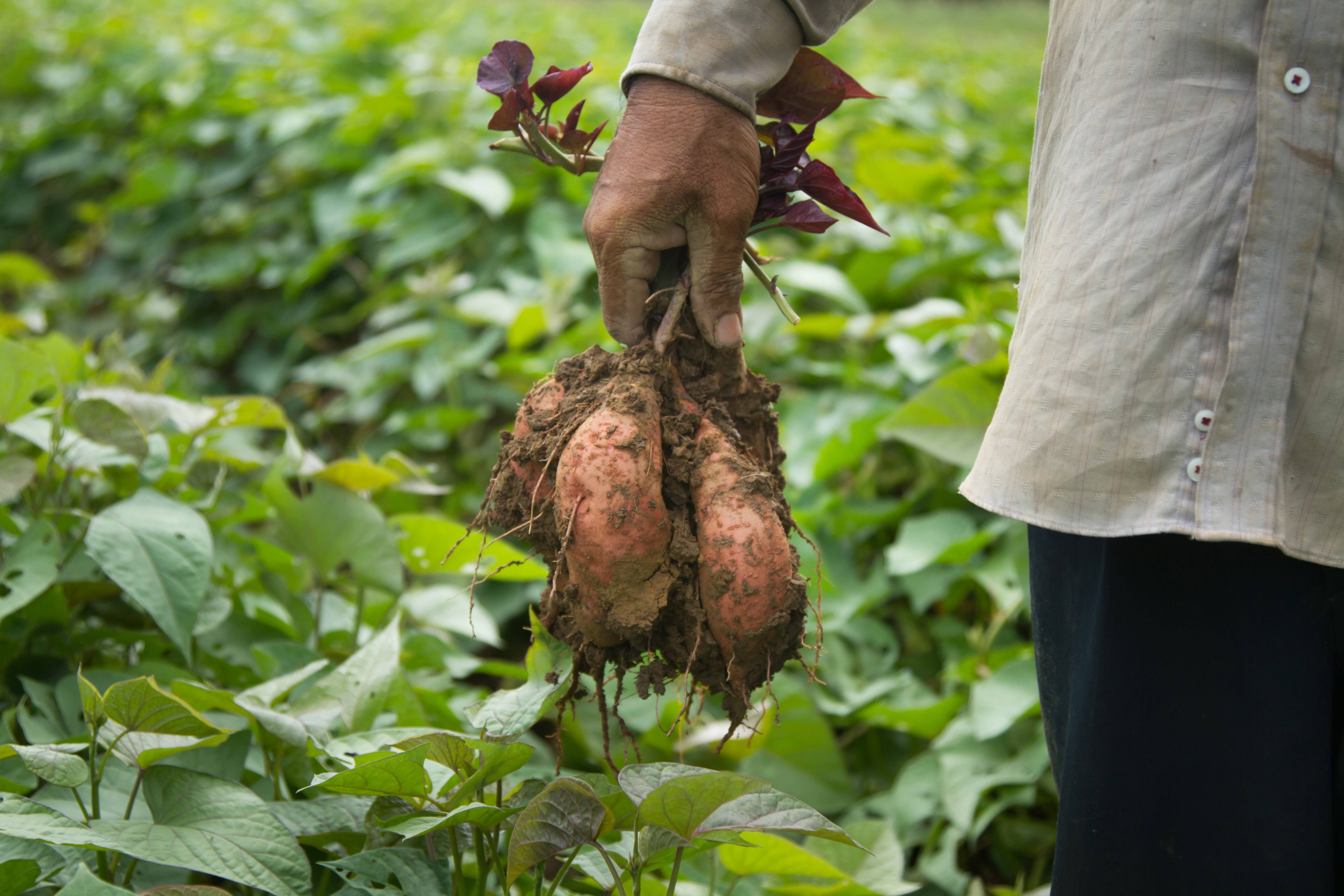 A person holding sweet potatoes in a field