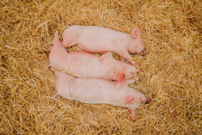 Piglets lying on hay